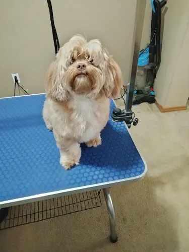 Puppy Cuts Mobile Grooming - Image 1