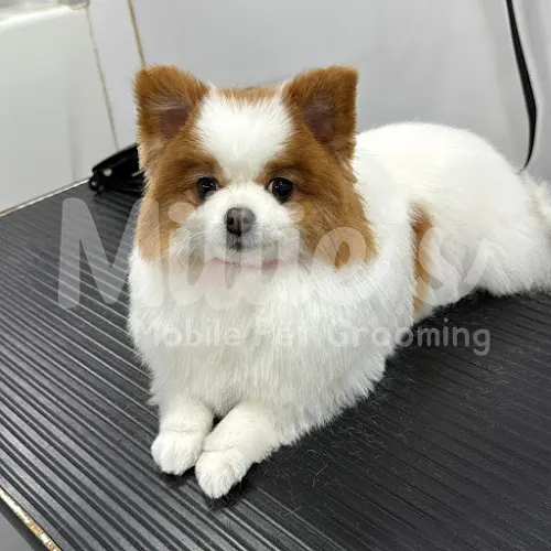 MILLIE'S MOBILE PET GROOMING, LLC - Image 1