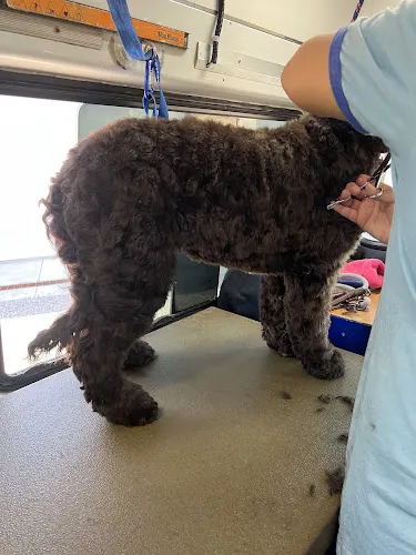 Mad Dawgz Mobile Grooming - Image 1