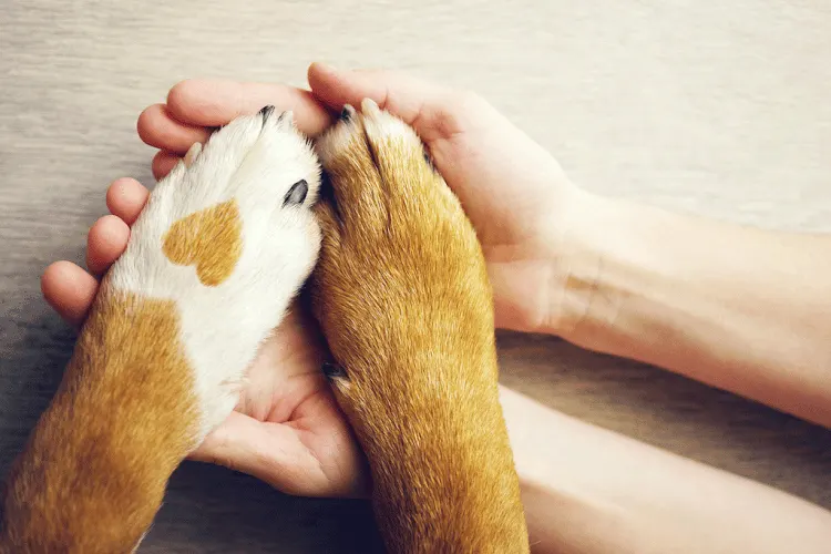 Pampered Pawdicures - Mobile Pet Nail Trim Service - Image 1