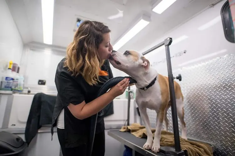 Wags on Wheels Mobile Dog Grooming - Image 1