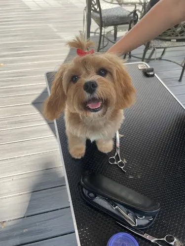 Wandering Paws Mobile Grooming - Image 1