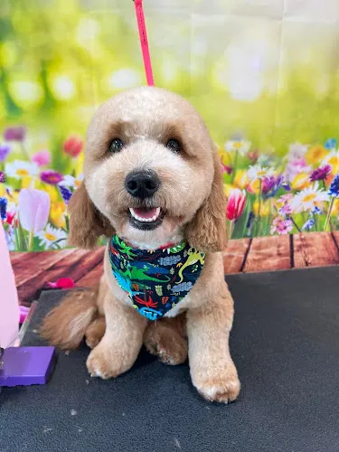 Dakotas doggie day spa - Image 1