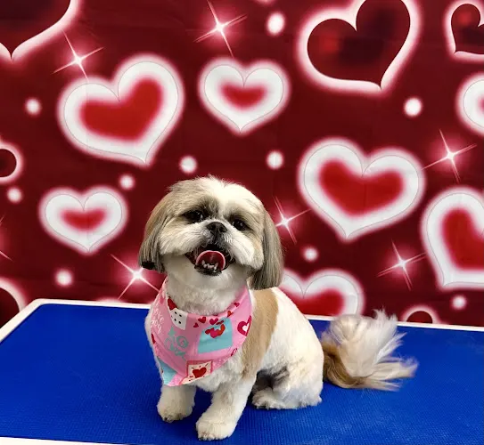 Glam Pets By Andrea LLC - Image 1