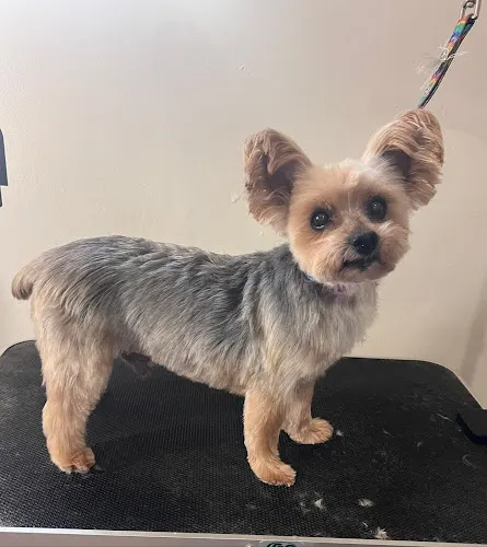 The Pampered Pooch Dog Grooming - Image 1