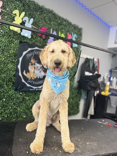 Pawfect Splash Grooming in Broadview, IL