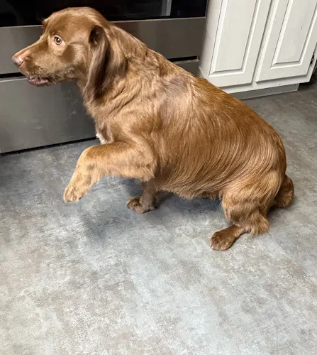 Kallis Pet Spa - Mobile Dog Grooming - Image 1