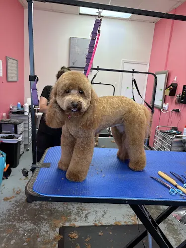 KP Mutts & Cuts LLC - Image 1