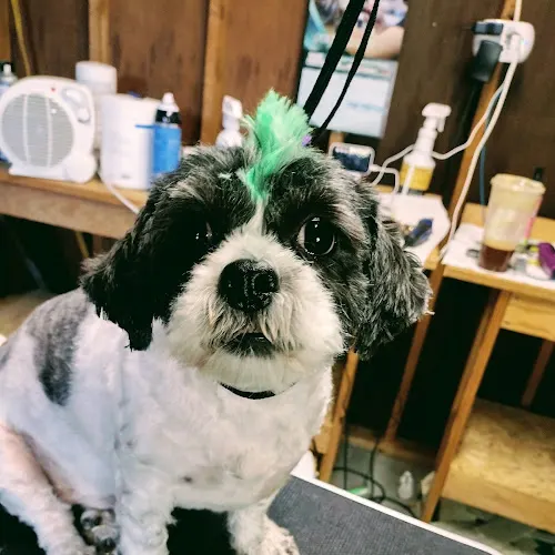 Family style pet grooming in Parkville, MD