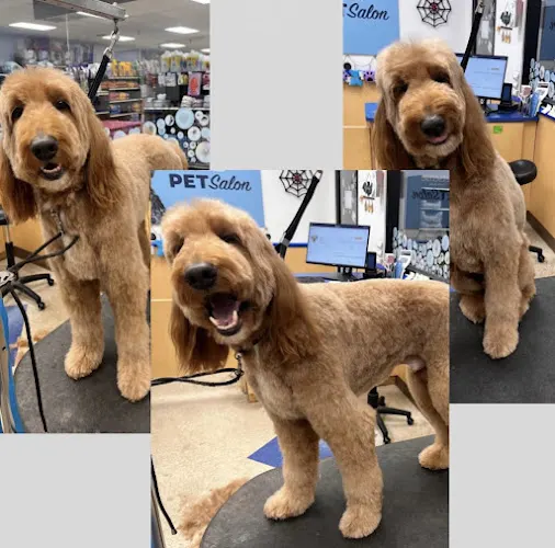 Dog Grooming by Joanna - Image 1