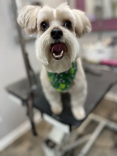 Goldilocks II Pet Grooming - Image 1