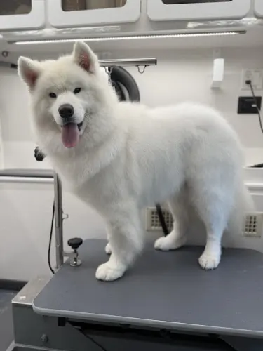 DapperTails Mobile Pet Grooming of Southern Maine - Image 1