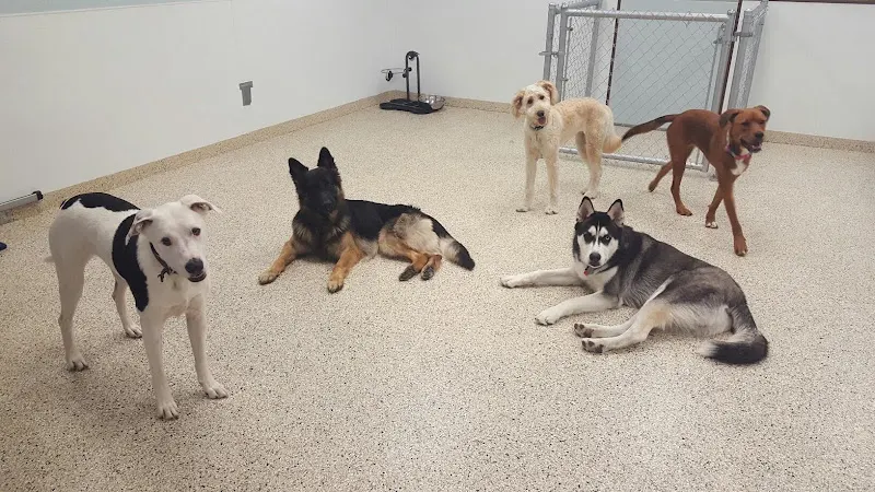 Dr. Dave's Doggy Daycare, Boarding, & Grooming - Image 1