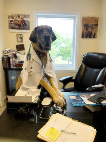 Mt Pleasant Hospital for Animals - Image 1