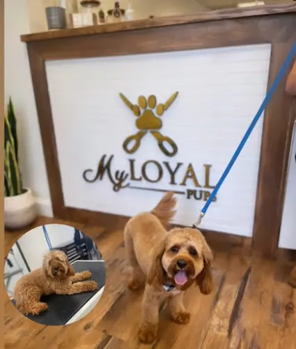 My Loyal Pup’s Grooming Studio - Image 1