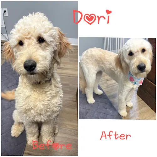 Country Pup Pet Services, LLC - Image 1