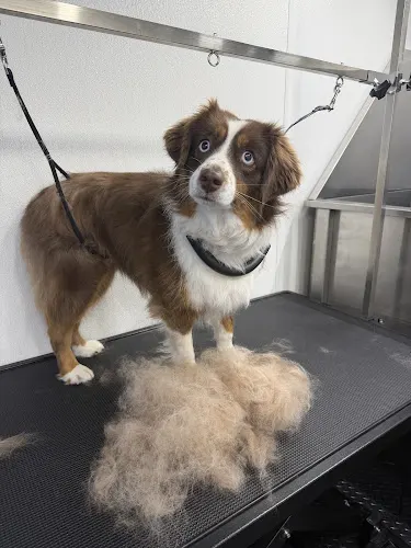 Alpine Mobile Pet Spa - Image 1