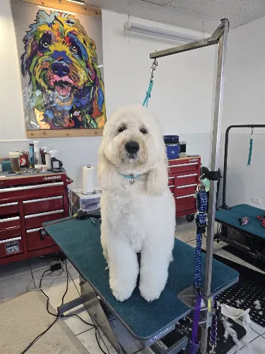 Fluffheads Dog Grooming - Image 1