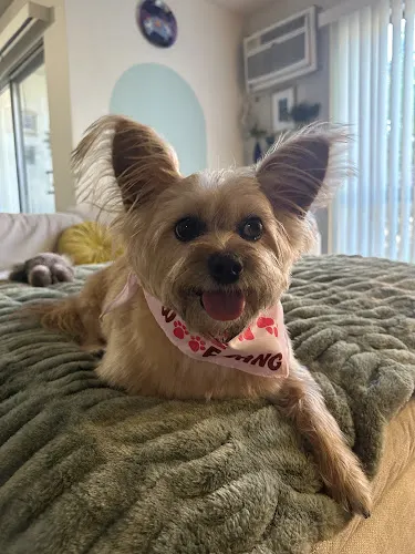 Woof Gang Bakery & Grooming WeHo - Image 1