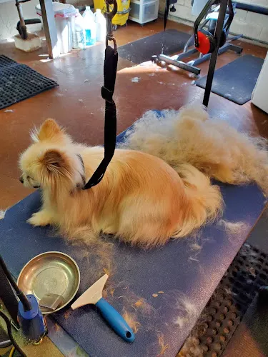 Pawfection Pet Salon - Image 1