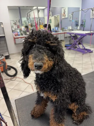 Lone Mountain Pet Grooming in Cave Creek, AZ