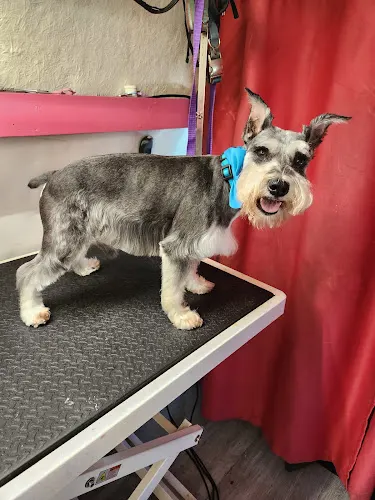 Nose to Paws Mobile Pet Grooming - Image 1