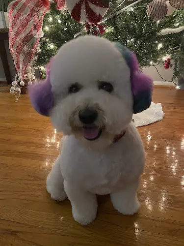 Nirvana Mobile Pet Spa - Image 1
