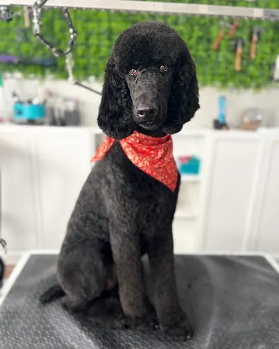 Ultimutt Canine Services - Image 1