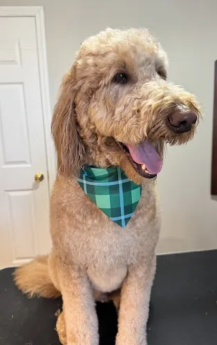 The Tail House - One-on-One Dog Grooming in Ashland City, TN