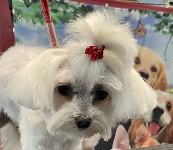 The Doggie Salon - Image 1