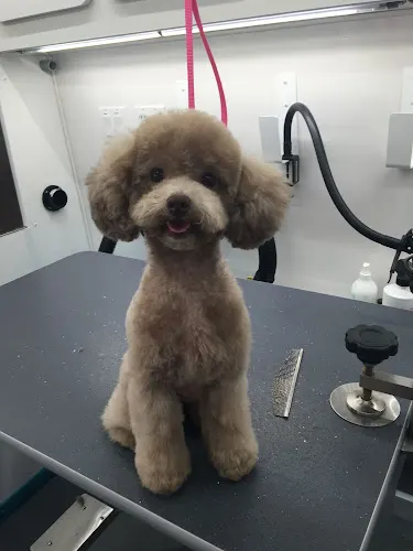 A Dog's World Mobile Grooming - Image 1