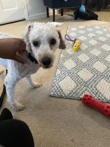 PetSmart Grooming in Macedonia, OH