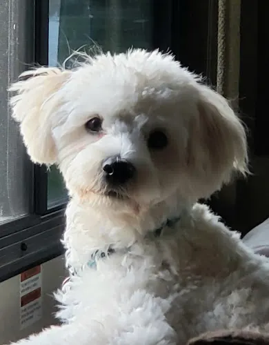 Debbie's Dog Grooming - Image 1