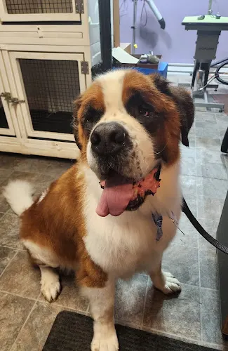 Brenda's Pet Styling & Grooming - Image 1
