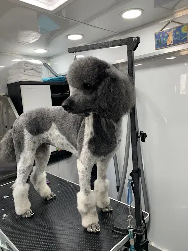 Studio Pooch Grooming - Image 1
