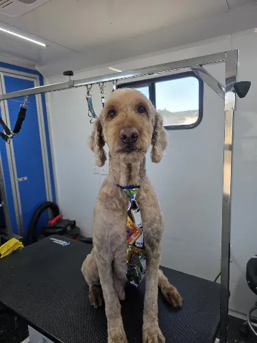 Mobile Mutt Makeovers LLC - Image 1