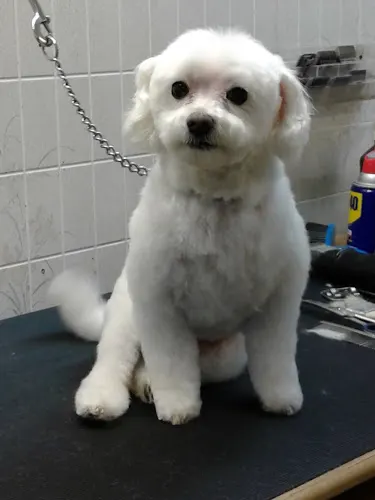Tina's Silver Shears Dog Grooming - Image 1