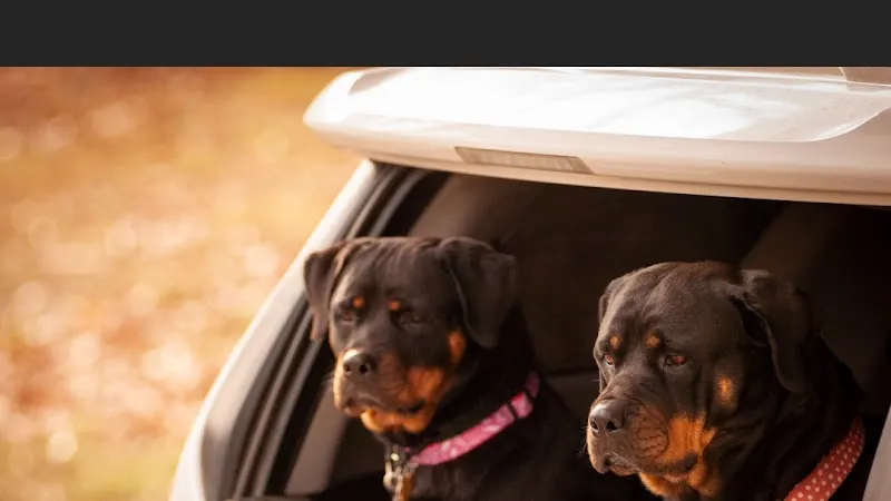 Halo Hills Training, Boarding, Pet Spa on Wheels - Image 1