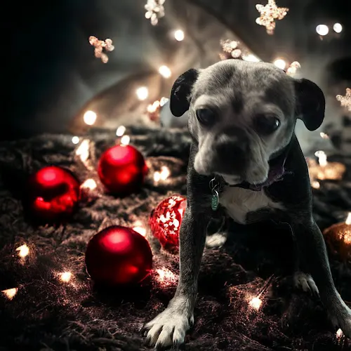 Prim & Pawper ATX - Image 1