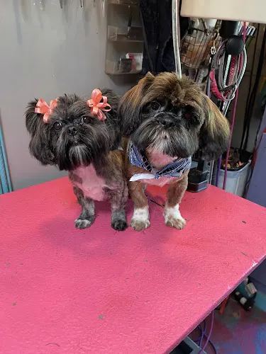A Gentle Touch Mobile Pet Grooming - Image 1