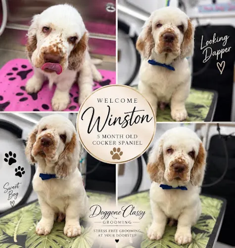Doggone Classy Grooming - Mobile Dog Groomer - Image 1