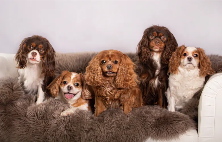 The Snooty Pooch Pet Spa - Image 1