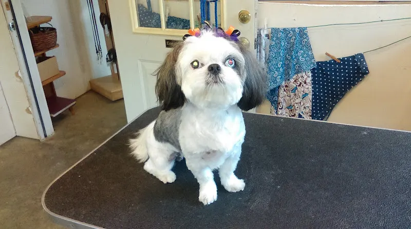 Paw Patch - Image 1