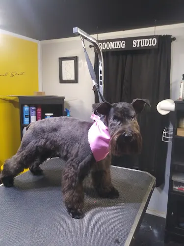Paw and Tail Spa - Image 1