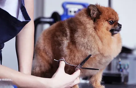 Mobile Dog Grooming Hollywood - Image 1