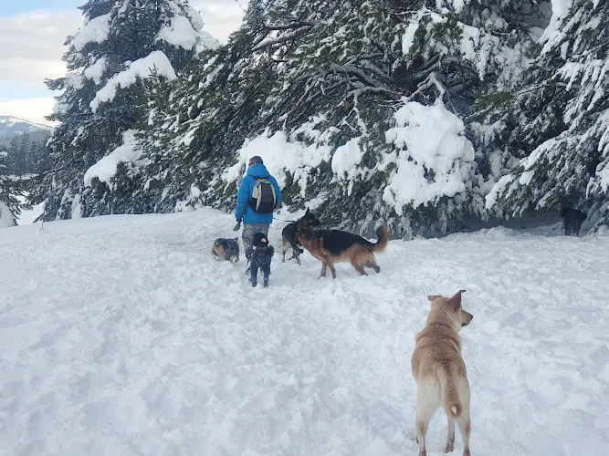 Truckee Dog - Image 1