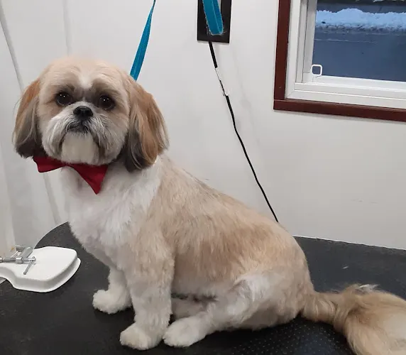 Kimber's Dog Shack Mobile Grooming - Image 1