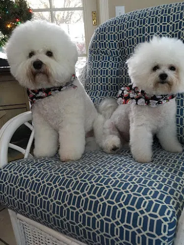 Grooming Avenue Pet Salon - Image 1