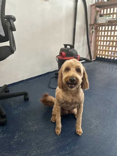Grace’s Dog Spa - Image 1