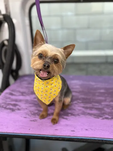 Diamonds in the Ruff Mobile Pet Grooming - Image 1